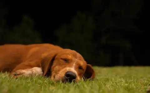 Un chien brun dort paisiblement sur l'herbe. Il semble qu'il rêve de rester dehors la nuit.