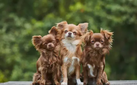 Czy chihuahua gubi sierść? Oto co musisz wiedzieć o linieniu