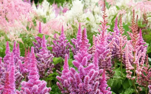 A field of pink and white astilbe blooms, showcasing their feathery plumes. This is the peak astilbe bloom time, a vibrant display of summer color.