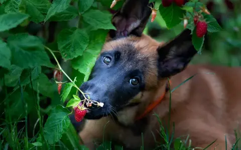 Szczeniak malinois próbuje maliny prosto z krzaka. Czy pies może maliny? Ten maluch zdaje się mówić tak!