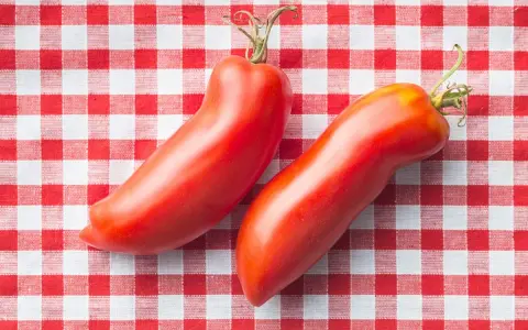Deux tomates cornues des Andes, rouges et allongées, reposent sur une nappe à carreaux rouges et blancs.