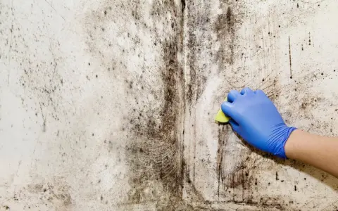A gloved hand scrubs a wall covered in black mold, beginning the black mold removal process.