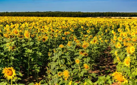 Vasto campo di girasole coltivazione sotto un cielo azzurro. I fiori gialli brillano al sole, creando un paesaggio mozzafiato.