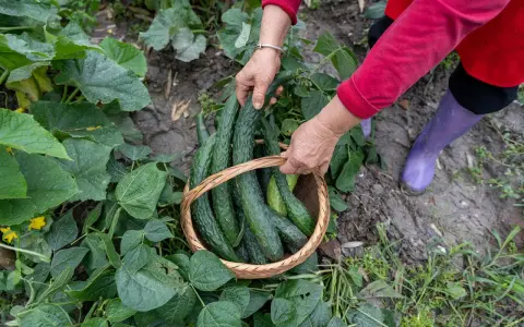 Mains récoltant des concombres à planter dans un panier en osier, entouré de feuilles vertes luxuriantes.