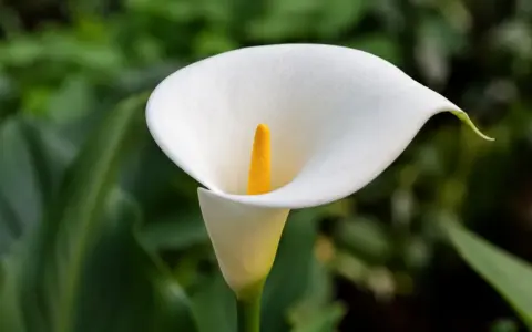 Biała kalia ogrodowa, symbol elegancji, kwitnie w zieleni. Jej uprawa wymaga troski, by cieszyć oko tym pięknem.