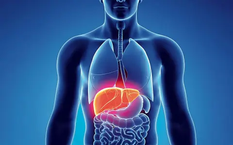 Anatomia człowieka z podświetloną wątrobą. Czy to objaw wirusowego zapalenia wątroby typu C (HCV)?
