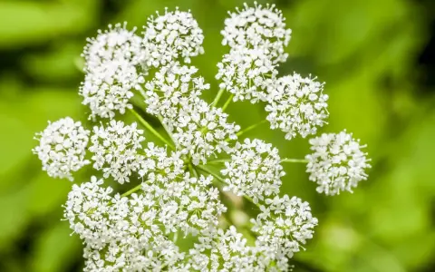 Zarte weiße Blüten der Bibernelle, deren Heilwirkung seit langem bekannt ist, entfalten sich vor grünem Hintergrund.