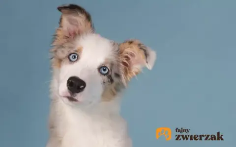 Uroczy szczeniak border collie blue merle z niebieskimi oczami, przechylający głowę.