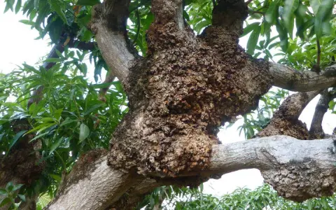Tronco de árbol con tumores. ¿Cómo curar un cerezo enfermo? Las ramas muestran crecimientos anormales y corteza rugosa.