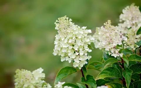 Vackra, ljusa klasar av hortensia utomhus mot en suddig grön bakgrund. En sommaräng i Sverige.