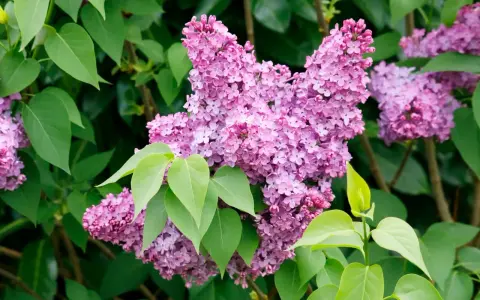 Gros plan sur une grappe de fleurs de lilas violettes et roses, avec des feuilles vertes vives. La taille lilas est parfaite pour un bouquet printanier.