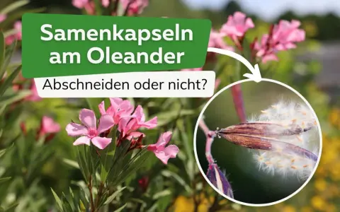 Oleander-Samenkapseln mit flauschigen Samen. Sollte man sie abschneiden?