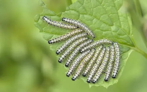 Une colonie de chenilles, futures papillons du chou, dévorent une feuille verte.