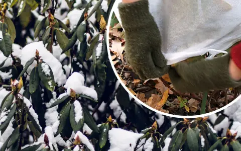Zimowy rododendron okrywany na zimę. Zielone liście i pąki pokryte śniegiem, a dłonie w rękawiczkach zabezpieczają roślinę.