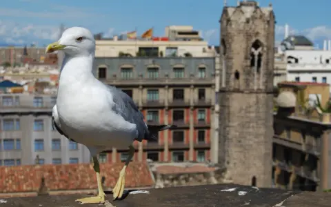 Gaviota en un tejado, con edificios y una torre antigua de fondo. Quizás busca remedios caseros para ahuyentar gaviotas.