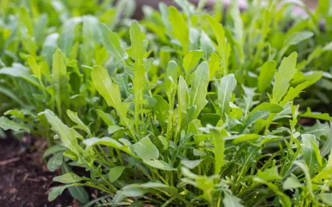 Frischer Rucola wächst dicht im Beet, bereit zum Rucola ernten. Die grünen Blätter sind leicht gezackt und versprechen würzigen Geschmack.
