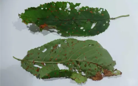 Foglie di ciliegio con macchie e fori, segni di corineo.
