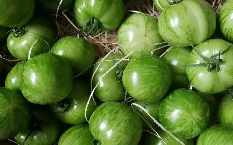 Un panier rempli de tomates green zebra, leurs rayures vertes vibrantes promettent une saveur unique.