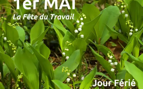 Muguet en fleurs, symbole de la tradition du 1er mai, la Fête du Travail. Jour férié.