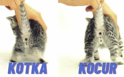 Jak rozpoznać kotkę – proste sposoby na identyfikację płci kociaka