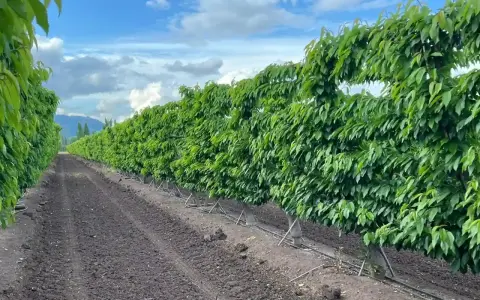 Filari di alberi di ciliegio rigogliosi in un frutteto, con terreno lavorato e sistema di irrigazione. La concimazione ciliegio è fondamentale per questa crescita.