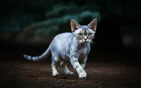 Jak długo żyje Devon Rex? Fakty, które mogą Cię zaskoczyć