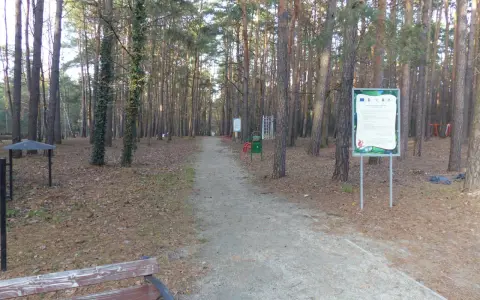 Ścieżka w lesie, pełna jesiennych liści, prowadzi przez sosnowy las. W oddali widać siłownię plenerową i ławkę. To idealne miejsce na spacer w sokolniki las.