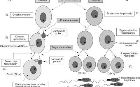 Diagrama de la meiosis femenina y masculina, mostrando la formación de células sexuales: ovocitos y espermatozoides.