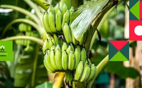 Zielony bananowiec kwiat z kiścią niedojrzałych bananów.