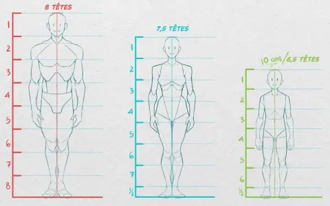 Comparaison des proportions corps humain : 8 têtes, 7,5 têtes et 6,5 têtes pour un enfant de 10 ans.