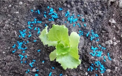 Piccola piantina di lattuga circondata da granuli blu di lumachicida metaldeide per proteggerla dai molluschi.
