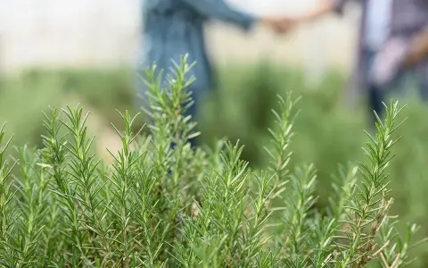 Des brins de romarin frais, prêts à être plantés, avec deux personnes se tenant la main en arrière-plan flou.
