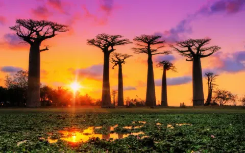 Zachód słońca na Madagaskarze. Aleja Baobabów w purpurowo-pomarańczowym niebie, z odbiciem słońca w wodzie.