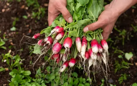 Un bouquet de radis fraîchement récoltés, avec leurs racines fines et leurs feuilles vertes, tenu dans des mains sur un sol de jardin.