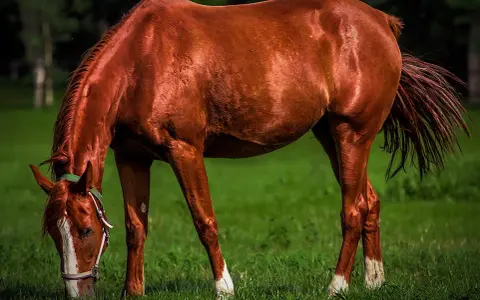 Cheval brun mangeant de l'herbe, son sabot brillant comme s'il avait été nourri à l'huile de coco.