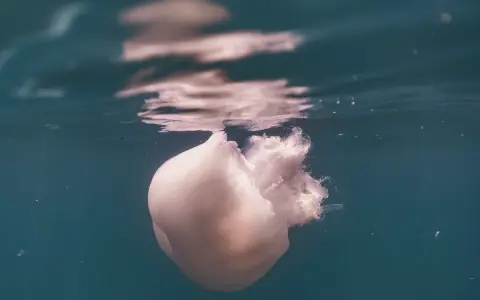 Una medusa bianca, quasi trasparente, galleggia immobile nell'acqua. Come capire se una medusa è morta? La sua forma flaccida e l'assenza di movimento sono indizi.