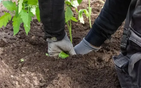 Ręce w rękawiczkach sadzą sadzonkę pomidora w żyznej ziemi pod pomidory.