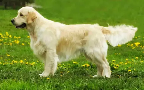 Golden retriever, jedna z popularnych ras psów, prezentuje się na tle zielonej łąki z żółtymi kwiatami.