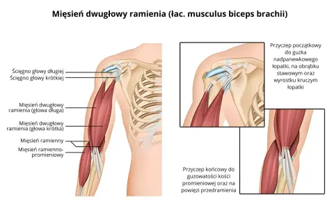 Anatomia bicepsa: szczegółowy rysunek mięśnia dwugłowego ramienia, jego ścięgien i przyczepów.