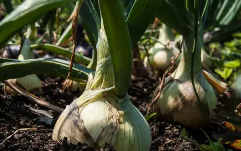 Zbliżenie na dorodne warzywa cebulowe rosnące w ziemi. Zielone liście otaczają białe, okrągłe cebule, gotowe do zbioru.