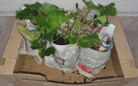 Pelargonie w doniczkach, owinięte gazetami, czekają w kartonie, by przezimować.