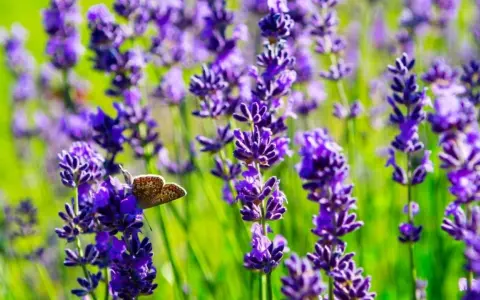 A butterfly rests on a lavender stalk, showcasing the beauty of how to plant lavender for a vibrant garden.