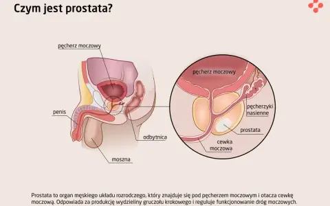 Anatomia układu męskiego: prostata znajduje się pod pęcherzem moczowym, otaczając cewkę moczową.