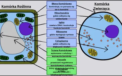 Jak wygląda komórka roślinna? Poznaj jej niezwykłą budowę i funkcje