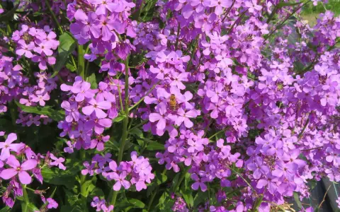 Un essaim d'abeilles butine des fleurs de julienne des dames, leurs pétales violets éclatants formant un tapis printanier.