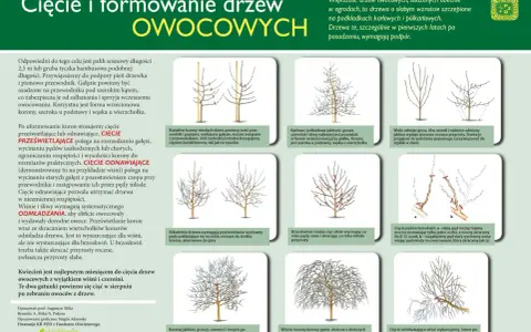 Przycinanie drzew owocowych: Odkryj sekrety obfitych zbiorów!