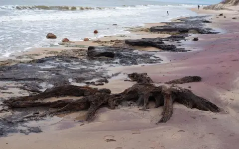 Korzenie martwego lasu na piaszczystej plaży, fale obmywają kamienie.