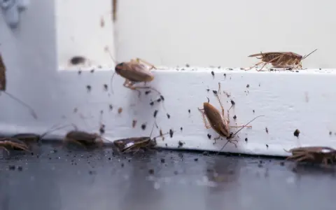 Karaluchy jak się rozmnażają – zaskakujące fakty o ich cyklu życia