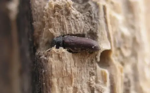 Une petite bête, un insecte brun, se cache dans le bois des meubles, creusant son chemin.