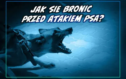 Jak bronić się przed psem? Unikaj ataku, działaj w kryzysie!